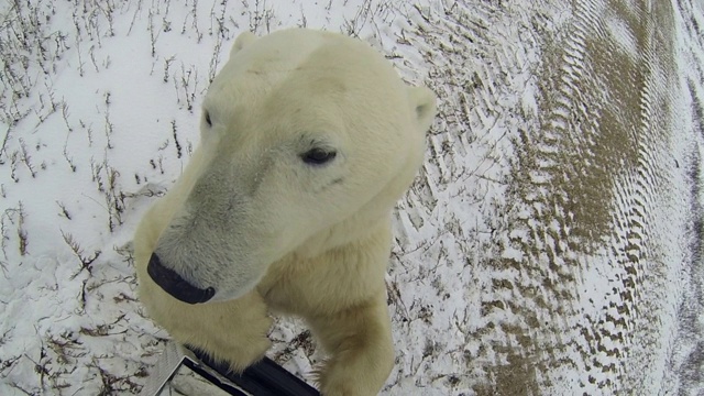 冬天，北极熊在汽车上抬头望向别处——阿拉斯加费尔班克斯视频下载