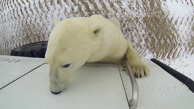 特写:北极熊在冬季的车辆上养育——费尔班克斯，阿拉斯加视频素材