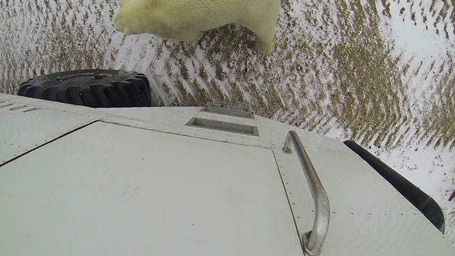 高角度的观点，北极熊养育在车辆在冬天-费尔班克斯，阿拉斯加视频素材