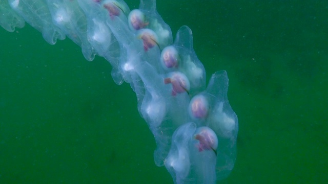 向上翘起:蒂丝的阴道链一起漂浮在绿色的海洋里——加州蒙特雷视频素材
