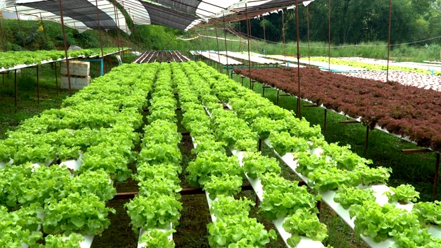 有机农场与农业蔬菜水培。有机蔬菜是商业农业的一种视频素材
