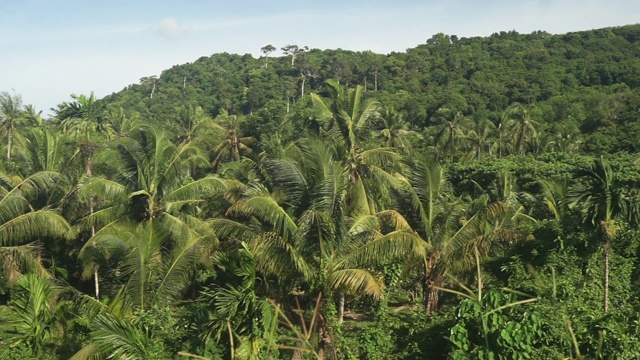 茂密的丛林雨林和椰子树视频下载