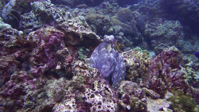 章鱼(蓝藻章鱼)伪装在珊瑚礁上视频下载