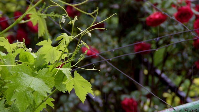 春雨中新鲜的绿色葡萄藤，背景是一丛红玫瑰视频下载