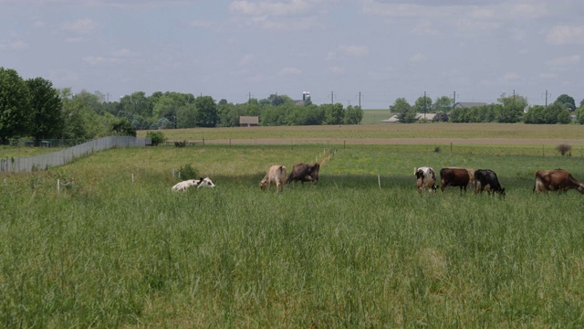 一群奶牛在阿米什农田里吃草视频素材