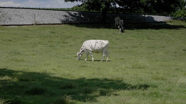 一头在阿米什田野里吃草的牛视频素材