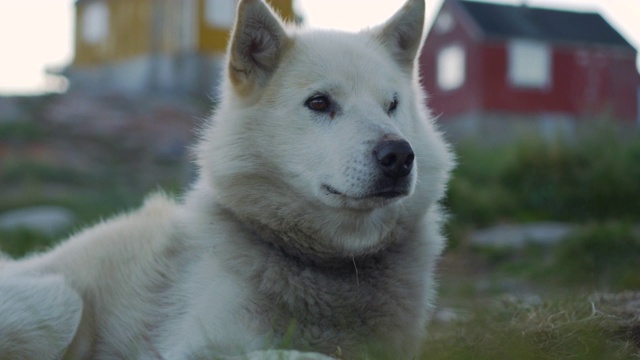 特写:白狗躺在空地上打哈欠——格陵兰岛迪斯科湾视频素材