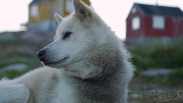 特写:白色的狗在野外休息-迪斯科湾，格陵兰岛视频素材