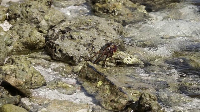 马尔代夫本地螃蟹在岩石和印度洋在慢动作拍摄视频素材