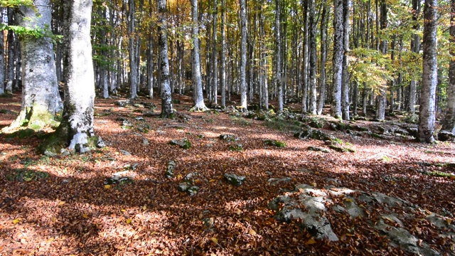 森林变红了，树叶落到了地上视频下载