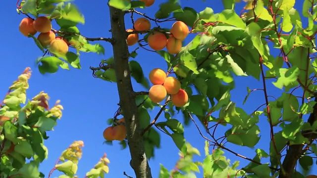 蓝色的天空背景下，杏子沿着树枝。视频素材