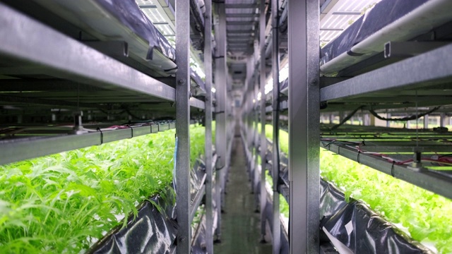 室内垂直农场的栽培植物作物架视频素材