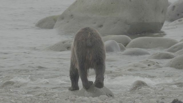 小熊踏上日本知床海岸的岩石视频素材