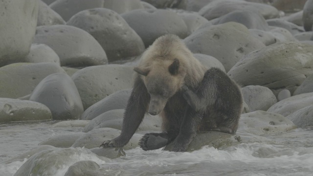 日本知床，一只熊坐在海岸的岩石上搔痒视频素材
