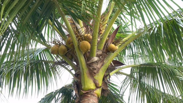 花园里的椰子视频下载