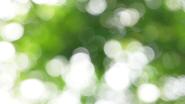 绿色散焦或不聚焦的叶子背景。视频素材
