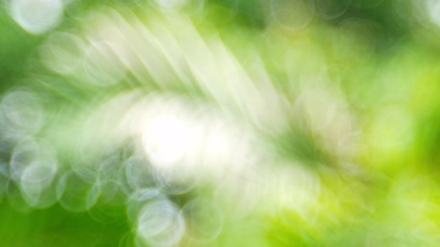绿色散焦或不聚焦的叶子背景。视频素材