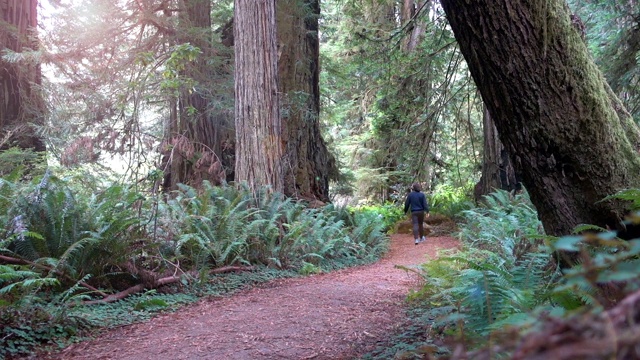一个年轻人走在巨大的红杉树之间的草原河红杉州立公园视频下载