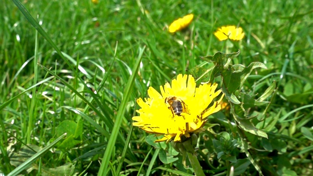 蜜蜂在蒲公英上采集花粉，慢镜头视频素材