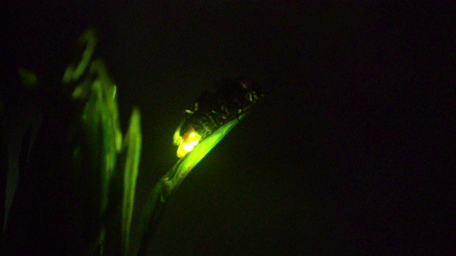 一对萤火虫在日本的叶子上发光。视频下载