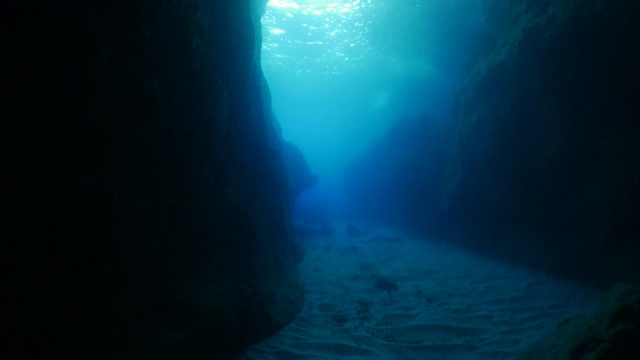 大理石射线在巨大的海底峡谷，小笠原，日本视频素材