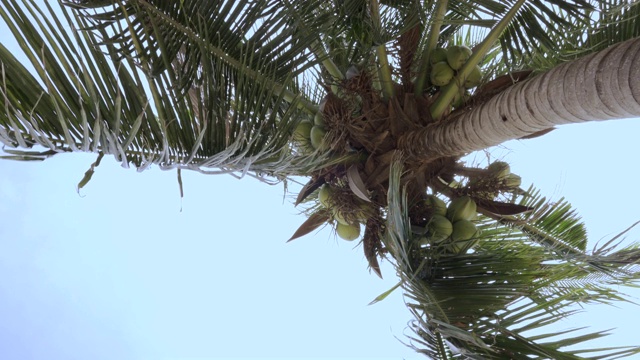 椰子树与蓝天视频素材