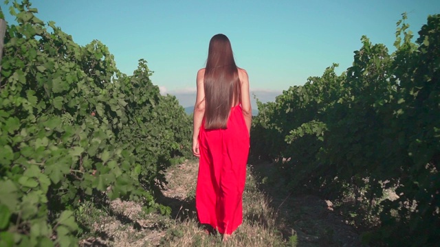 一个穿着红裙子的年轻姑娘正穿过葡萄园。一个自由的长发女孩走过葡萄园。视频下载