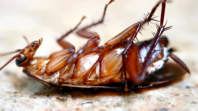 中毒的蟑螂被蚂蚁咬了，在地上挣扎视频素材