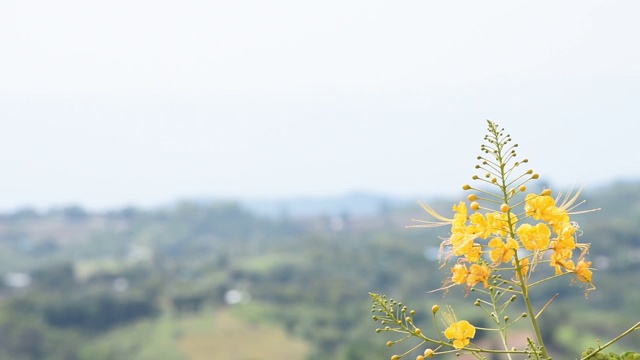 黄花在花园里随风摇曳背景山。视频素材