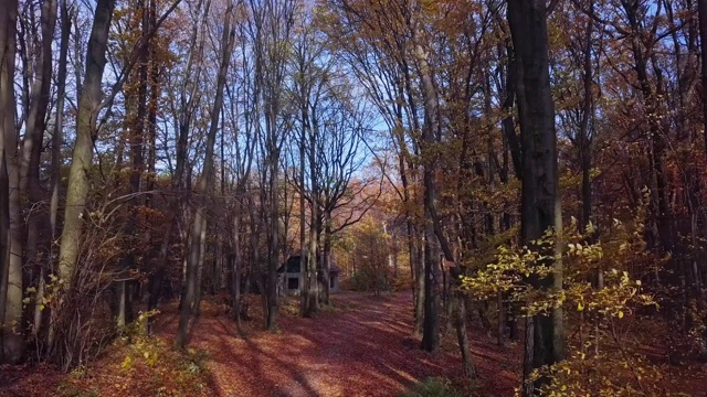 秋天森林里的小路低空飞过视频素材