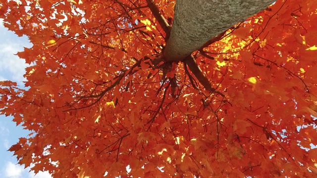 低角度拍摄的红枫树视频素材