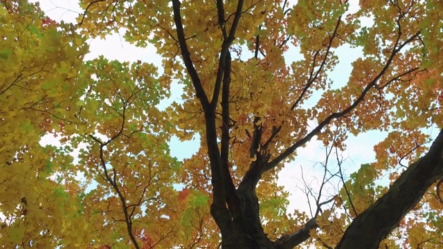 树干和秋叶视频素材