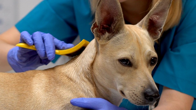 兽医医院工作人员梳理狗毛刷，宠物护理，美容沙龙服务视频下载