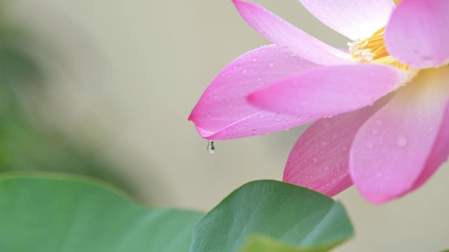 近距离拍摄雨滴落在自然清新的粉红荷花花瓣上，水滴由花瓣顶部落向荷叶，被雨水打得超慢。视频素材