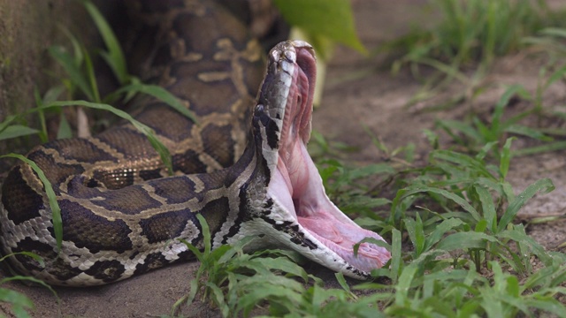 蛇-蟒蛇mostraight bivittatus视频素材