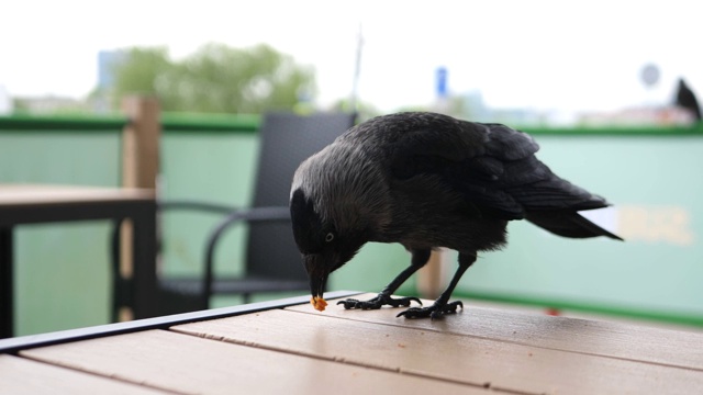 乌鸦不能在餐馆附近吞下一块垃圾食品视频下载