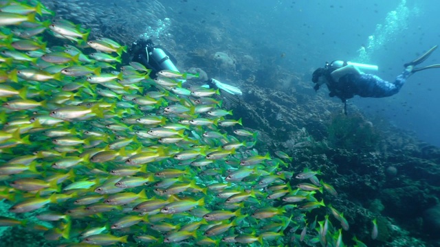 两名女子水肺潜水员游泳通过鱼群幸福的大自然视频下载