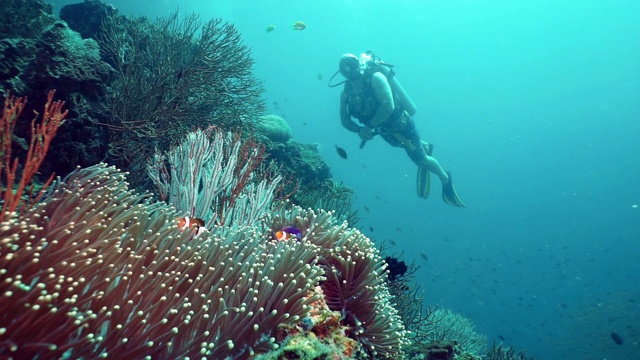 在充满活力的珊瑚礁上潜水的小丑鱼(Amphiprion ocellaris)视频下载