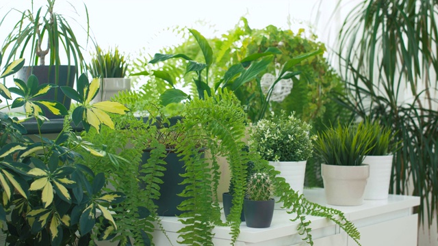 绿色植物在家花园视频下载