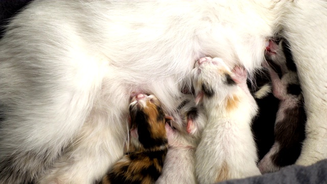 五只刚出生的小猫正在吮吸它妈妈的奶视频素材