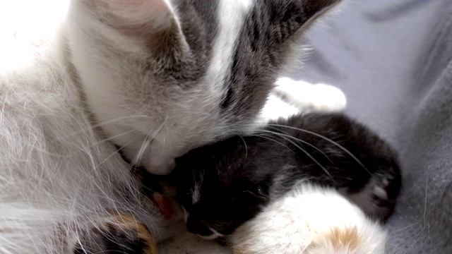一只白猫在舔刚出生的小猫视频素材