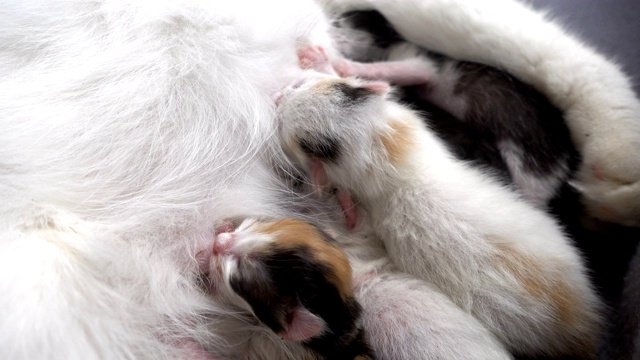 刚出生的小猫吸它妈妈的奶视频素材