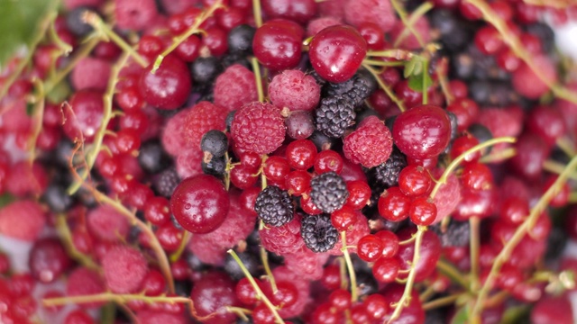 新鲜覆盆子，黑莓，樱桃，红和黑加仑子。健康的有机食品视频下载