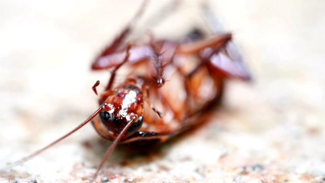 中毒的蟑螂被蚂蚁咬了一口，头部在地面上挣扎视频素材
