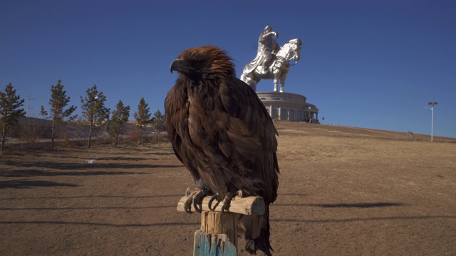 特写:一只巨鹰栖息在远处成吉思汗雕像的木柱上——乌兰巴托，蒙古视频下载