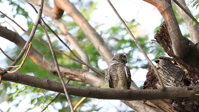 猫头鹰，斑点猫头鹰(雅典娜布拉玛)在看大自然视频素材