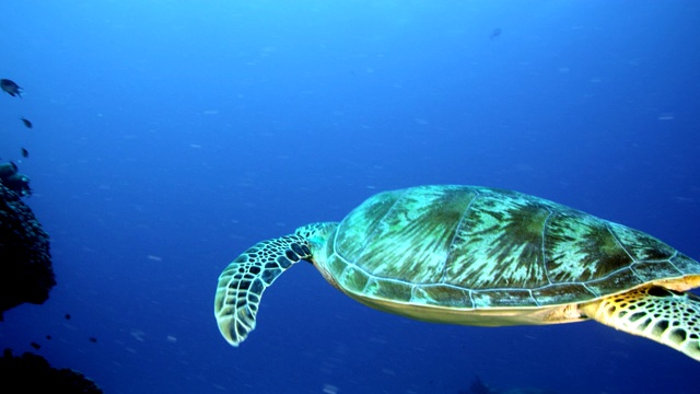 慢镜头近距离跟随海龟通过珊瑚礁视频素材