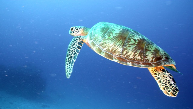慢动作侧角近距离跟随海龟通过珊瑚礁视频素材