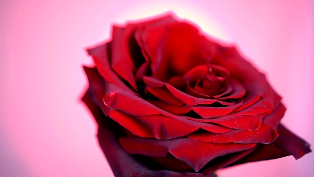 凋谢的红玫瑰旋转特写背景。美丽的暗红玫瑰特写。爱的象征。视频下载