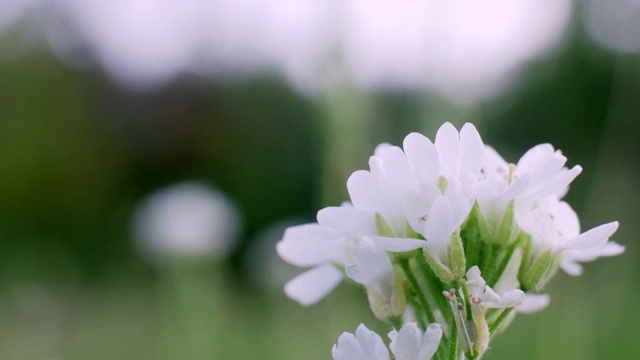 白色的野花在原野绽放视频素材